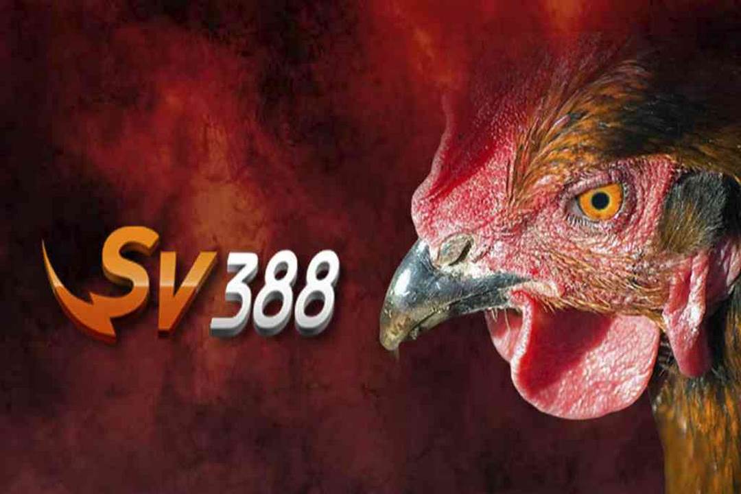Hình thức giải trí tại SV388 đá gà trực tiếp có gì hot?