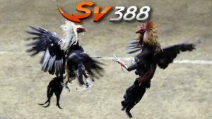 Sảnh đá gà tại SV388 là một trong những sân chơi nổi tiếng nhất tại nhà cái